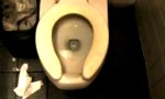 Funny Video : Raststätten Toiletten-Check