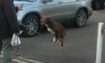 Funny Video : Verrückter Hund