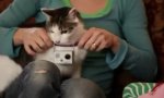 Lustiges Video : Cat my bitch up