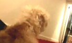 Funny Video : Wenn mein Hund Unterhosen trägt