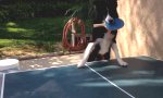 Hund spielt Tischtennis