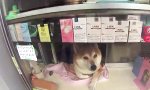 Seltsamer Ladenhüter in Tokio