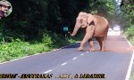 Movie : Vom Elefanten verfolgt
