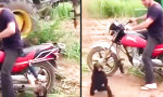 Affenbaby will Motorrad fahren