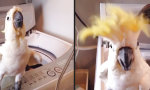 Lustiges Video : Trocknen nach dem Waschgang