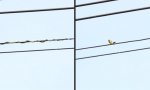 Lustiges Video : Schlange auf Vogeljagd auf der Stromleitung