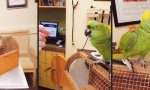Lustiges Video : Papagei mit Raucherhusten