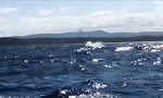 Lustiges Video : Neulich beim Wale-Beobachten