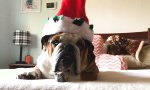 Funny Video : Christmas? I couldn’t care less!