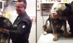 Lustiges Video : Taffer italienischer Polizeihund...