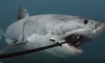 Lustiges Video : Geile neue 360°-Kamera mit Haien testen
