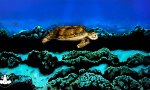 Lustiges Video : Etwas ungelenke Schildkröte
