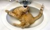 Fun Pic - Thursday PicDump #7 - 120