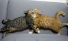 Fun Pic - Donnerstags Fun PicDump #49 - 17