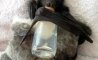Fun Pic - Donnerstags Fun PicDump #102 - 33
