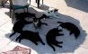 Fun Pic - Donnerstags Fun PicDump #104 - 71