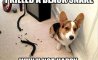 Fun Pic - Donnerstags Fun PicDump #109 - 109