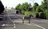Fun Pic - Donnerstags Fun PicDump #109 - 57