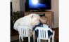 Fun Pic - Donnerstags Fun PicDump #116 - 19