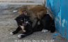 Fun Pic - Donnerstags Fun PicDump #138 - 83