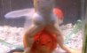 Fun Pic - Donnerstags Fun PicDump #152 - 14