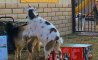 Fun Pic - Donnerstags Fun PicDump #171 - 51