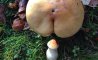 Fun Pic - Donnerstags Fun PicDump #172 - 15