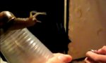 Funny Video : Snail with Groove
