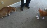 Katze vs Ballon