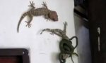 Movie : Gecko-Rettungsaktion
