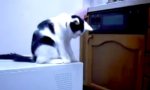 Lustiges Video : Katzen-Troll