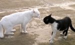 Funny Video : Katzenkamp-Regel No1