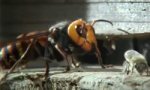 Bienen vs Japanische Riesenhornisse