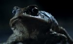 Movie : Vier Zylinder