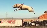 Movie : TreT der Parkour-Hund