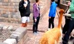 Lustiges Video : Ein Königreich für ein Lama