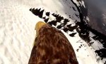 Funny Video : Adler-Dashcam Winterversion