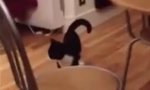 Movie : Cat-Hop