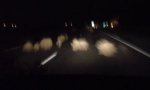 Movie : Attacke der Grasbüschel