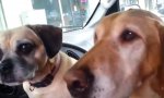 Movie : Hunde teilen sich ein Eis