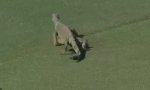 Lustiges Video : Iguana-Attacke beim Golfturnier