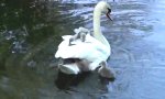 Funny Video - Need a Ride?
