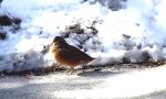Tanz-Vogel