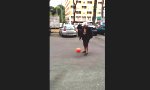 Lustiges Video : Wenn Oma ihre Kick-Skills zeigt