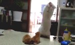 Funny Video - Kitty, it´s Kung Fu Fighting!