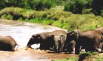 Lustiges Video : Elefantenbaby und seine große Prüfung