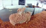 Sheep Surfing