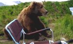 Funny Video : Begegnung mit einem Bär