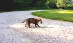 Funny Video : Wenn das Katzenfutter zurückschlägt