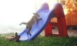 Funny Video : Babyfüchse beim Rutschen